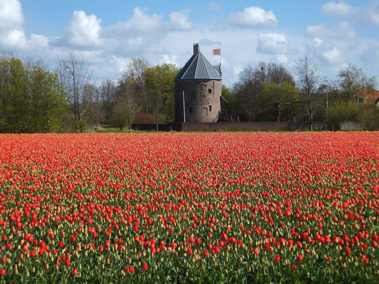 tulips 528536 1920