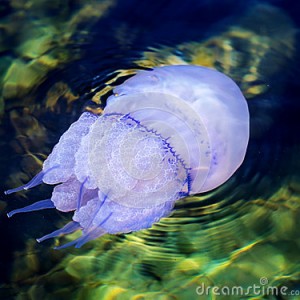 jellyfish swimming black sea 32501307