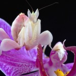 1731 beautiful hymenopus coronatus bug