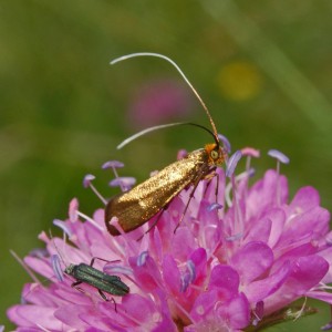 Adelidae   Nemophora metallica 1