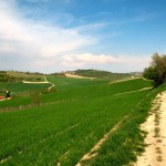 Paesaggio collinare Colline del Monferrato
