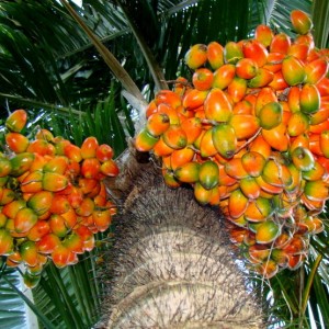 A45 Bactris gasipaes Arecacea Palmae Pupunha  Pejibaye or Palm Peach