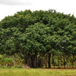 Big Banyan tree Photographs 9