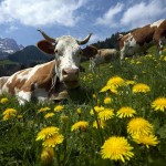 DBA29 SWITZERLAND  1017 11 MGzoom