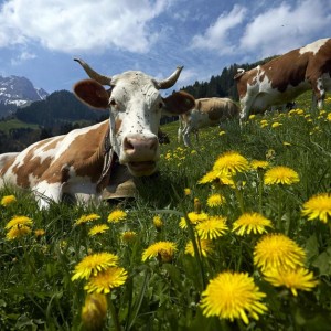 DBA29 SWITZERLAND  1017 11 MGzoom