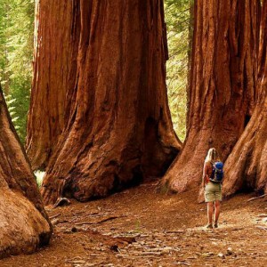 Il riscaldamento globale uccide le sequoie