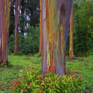 Rainbow Eucalyptus tree 30.5x16.5 360 600 450 70
