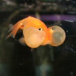 bubble fish