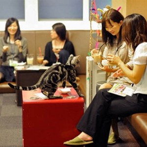cat cafe