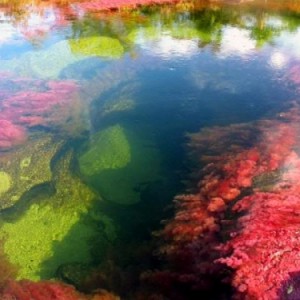 fiume Colombia Cano Cristales
