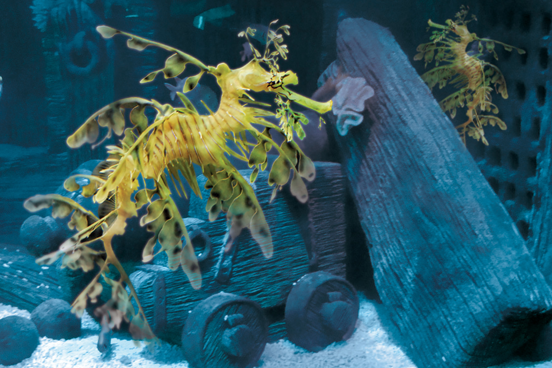 gardaland sea life aquarium draghi dei mari dragone foglia