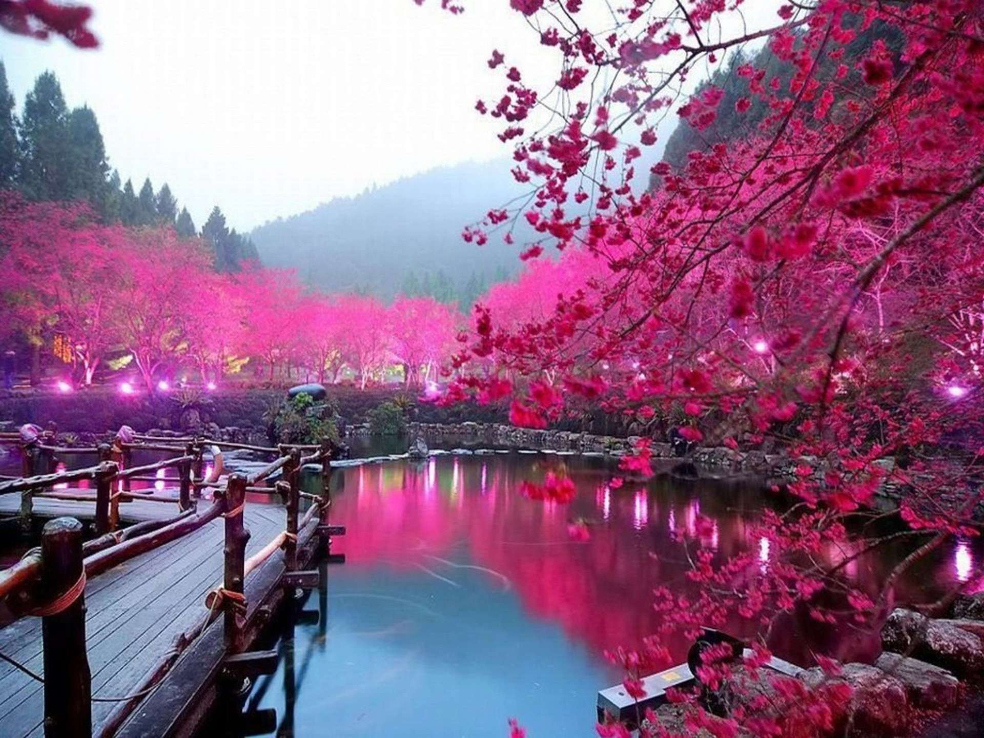 x1920 Cherry Blossom Lake Sakura Japan3