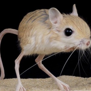 06 animali strani k7zB U430701080423149k7C 590x445@Corriere Web Sezioni