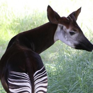 09 animali strani k7zB U430701080423149RrG 590x445@Corriere Web Sezioni