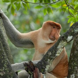 10 animali strani k7zB U43070108042314900G 590x445@Corriere Web Sezioni