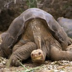 1280px Lonesome George  Pinta giant tortoise  Santa Cruz