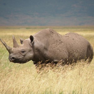 6328208415 bdb12d2942 z