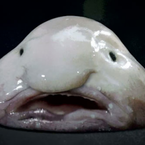 animalyoudontknow wcth19