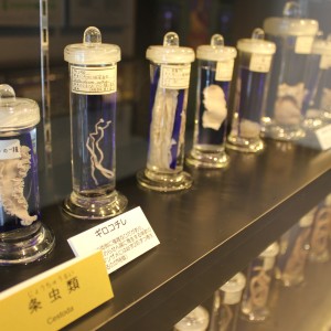 Laika ac Meguro Parasitological Museum 74827914121