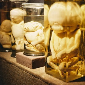 Museo dellAntropologia e dellEtnografia SP2