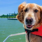 Come prenotare un traghetto con cane online