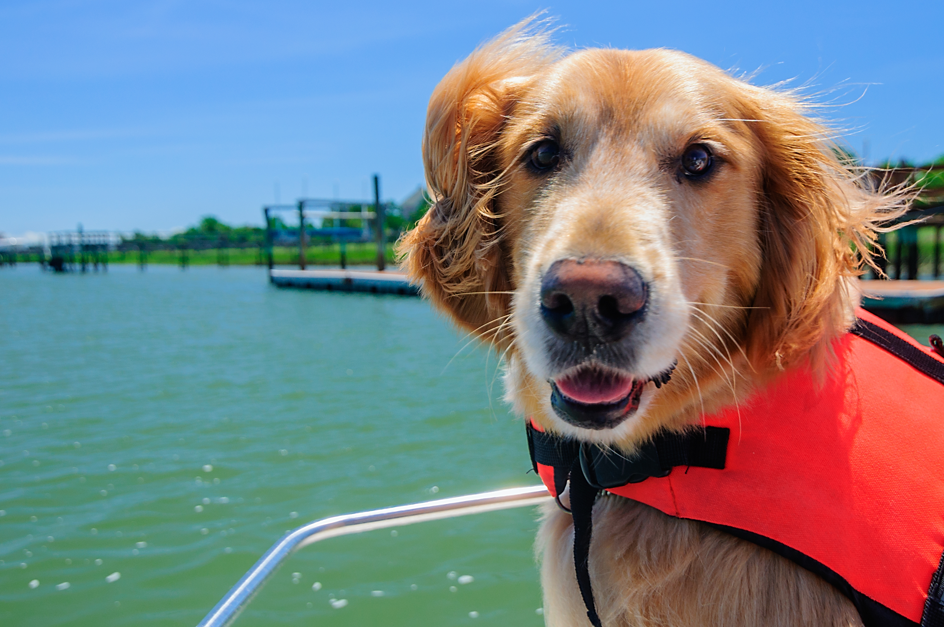 Come prenotare un traghetto con cane online