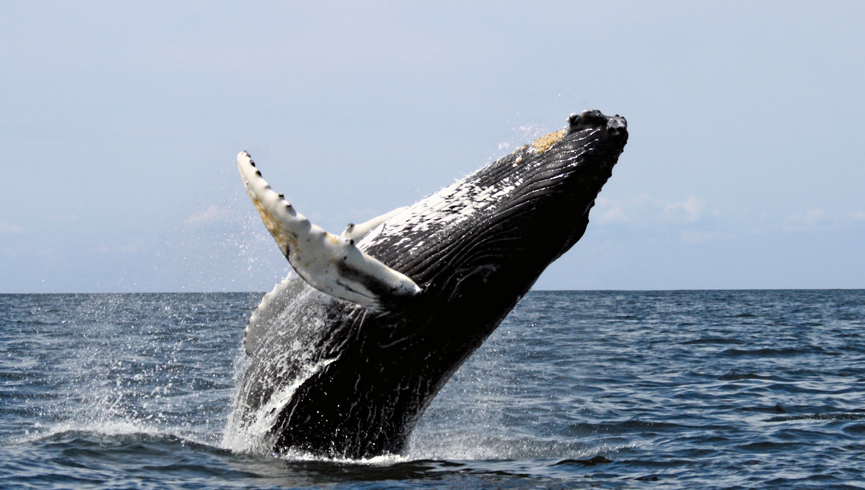 10 luoghi migliori al mondo dove vedere le balene