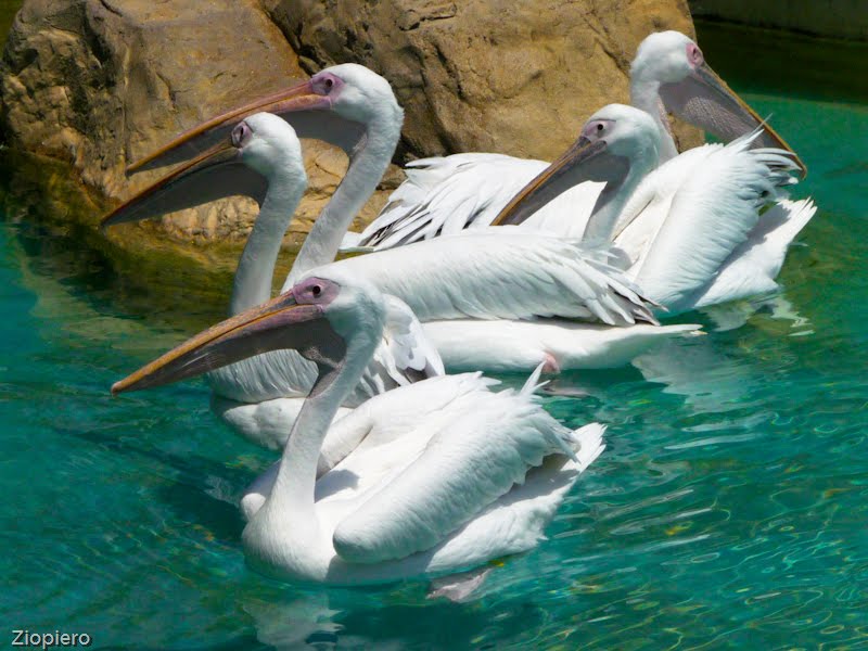 5 migliori bioparchi in Europa