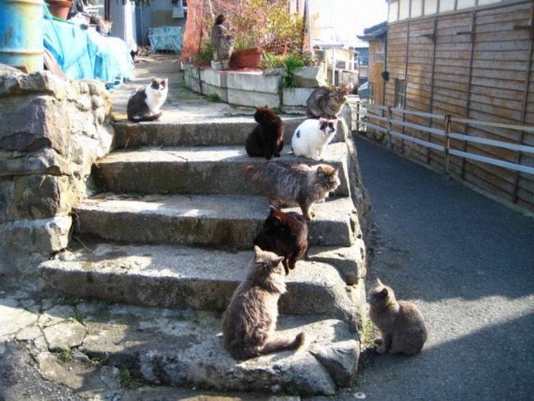 gatti sui gradini al sole tashirojima