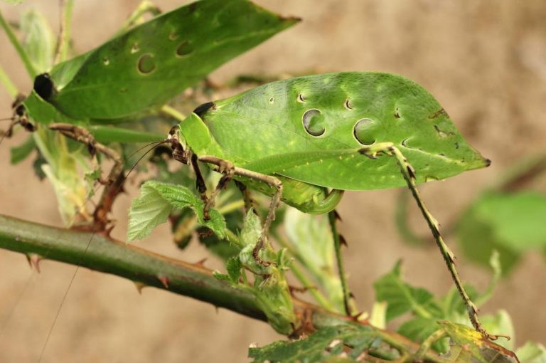 Classifica animali che si mimetizzano meglio