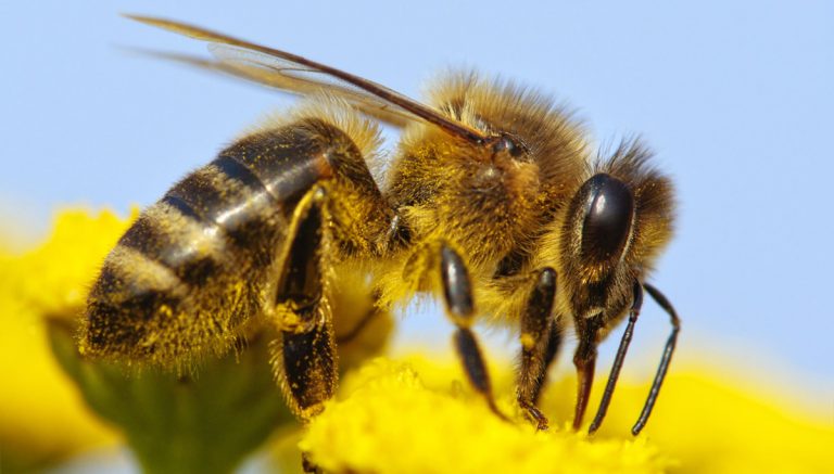 come-allontanare-calabrone-killer