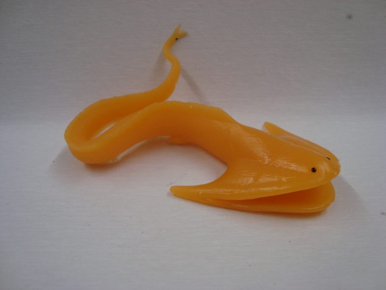 Come trovare un'anguilla pellicano