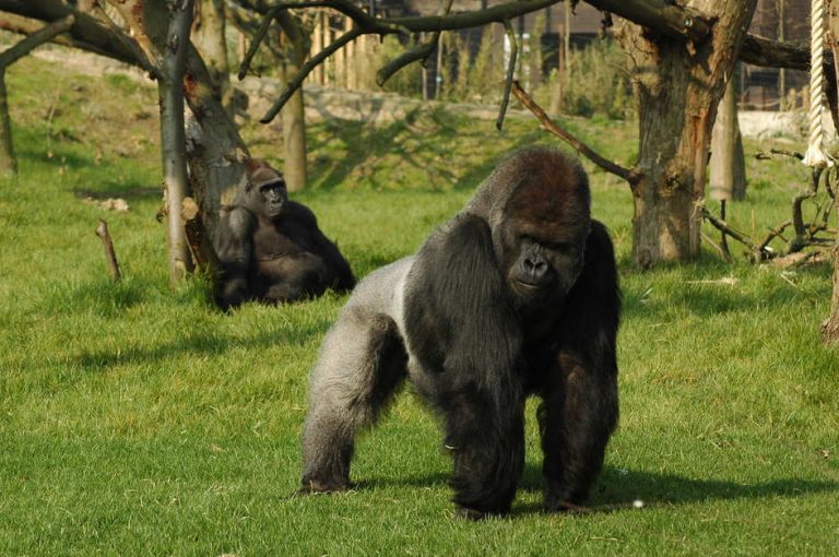 Quali animali vedere allo zoo di Londra