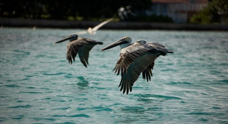 dove si trova anguilla pellicano