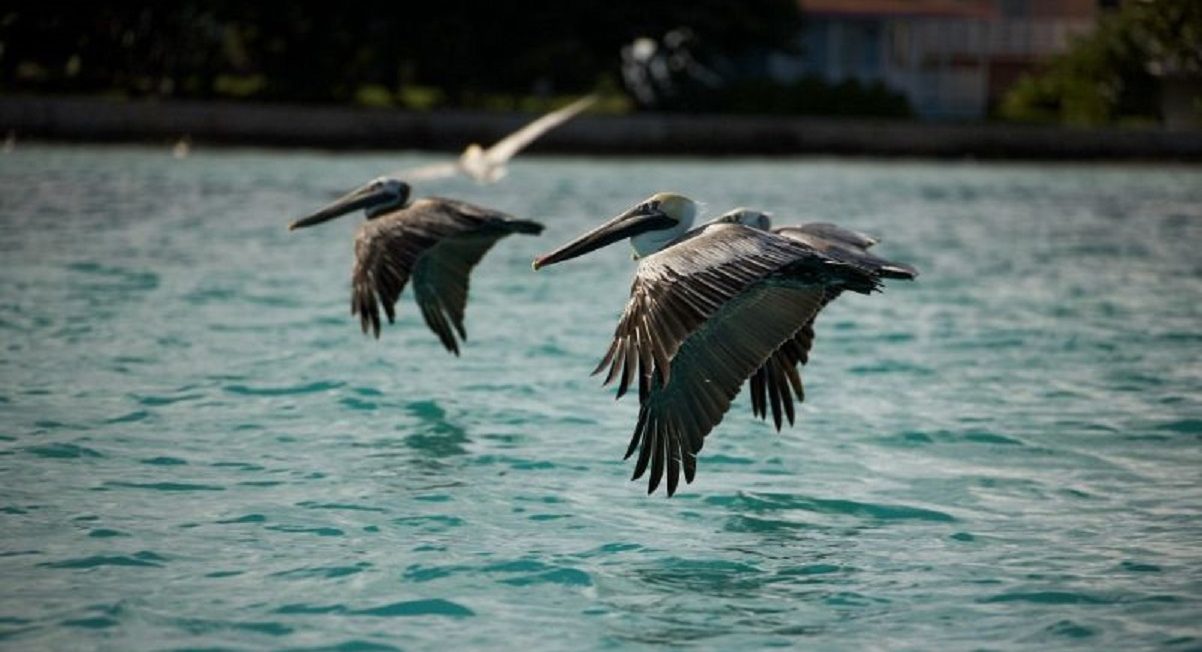 dove si trova anguilla pellicano