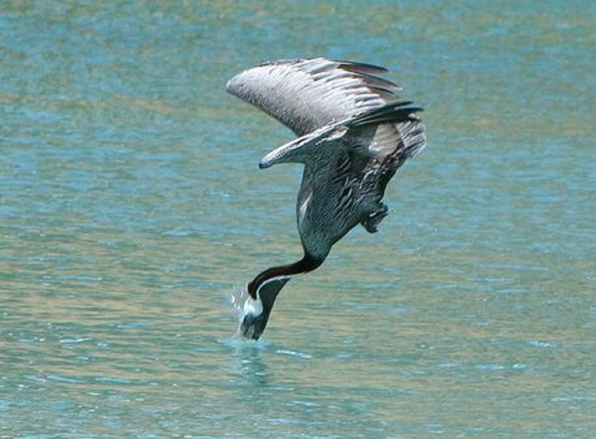 dove si trova anguilla pellicano