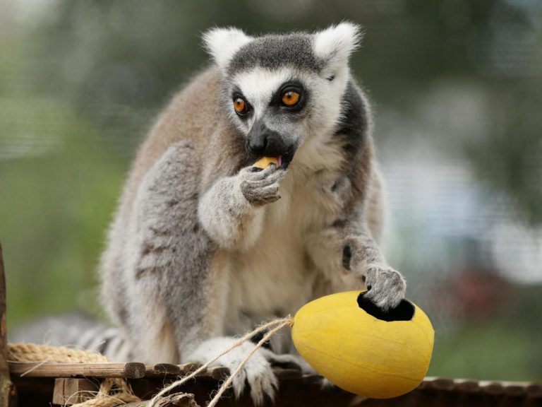 Come vestirsi per visitare zoo di londra