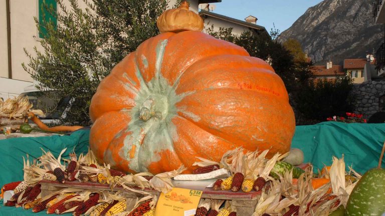 Festa della zucca
