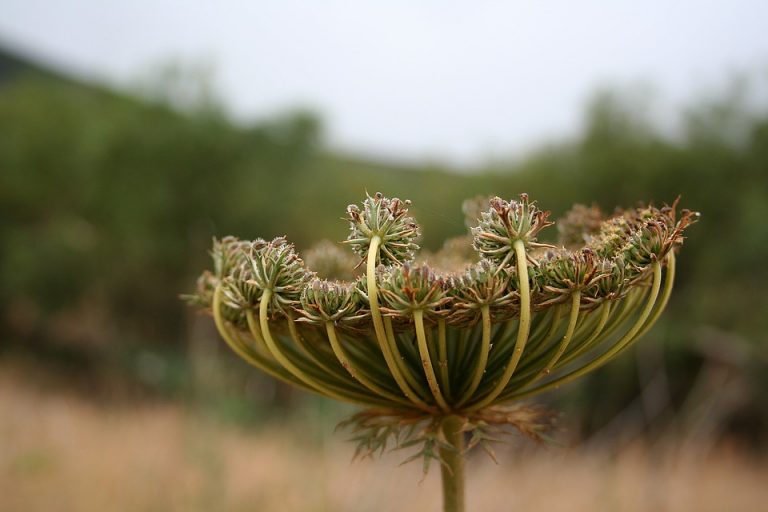 europe 2006508 960 720 1 1