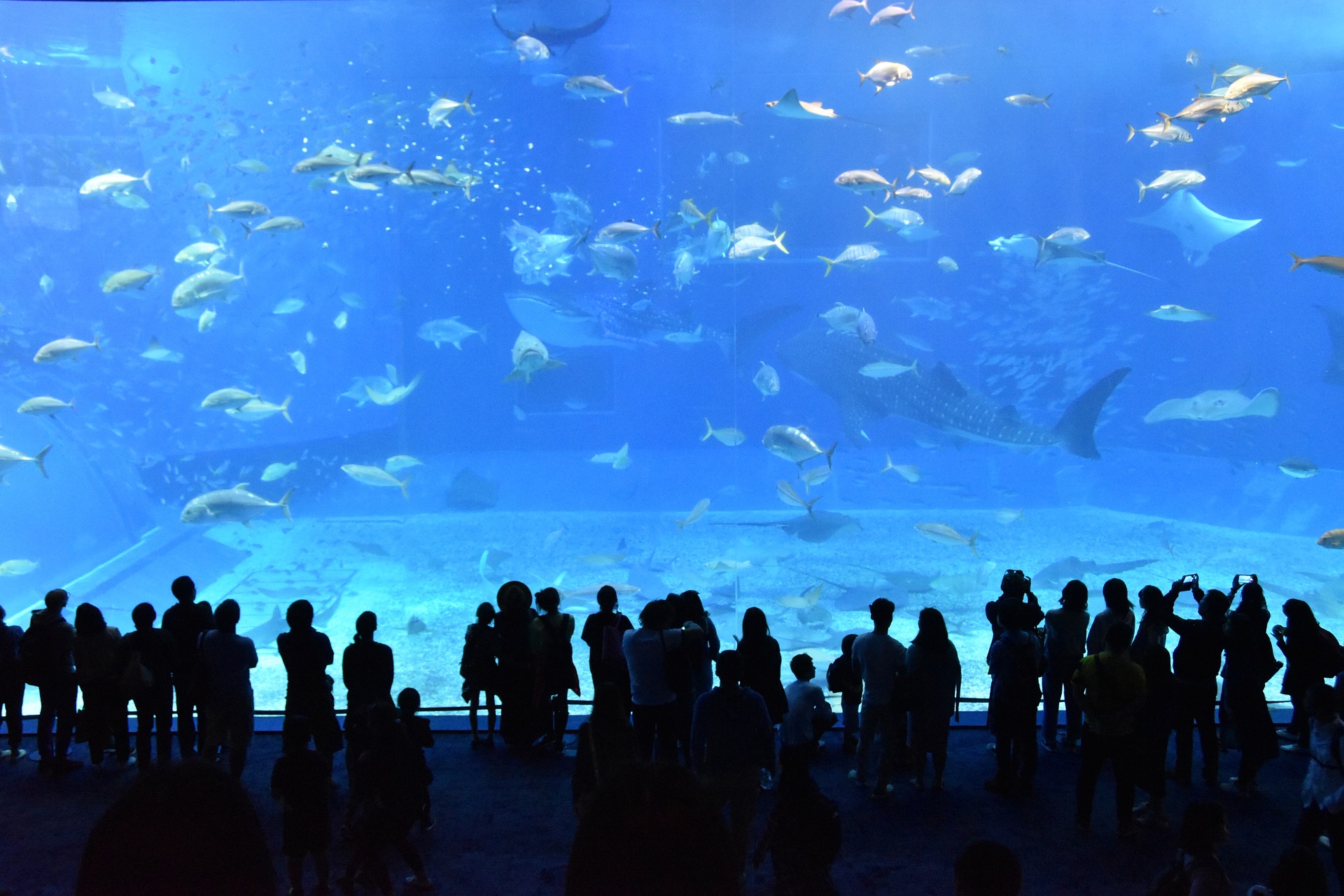 acquario di genova