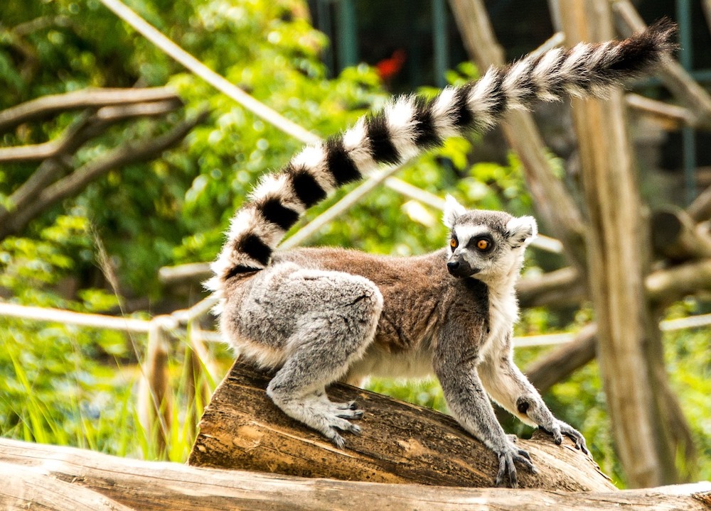 Madagascar