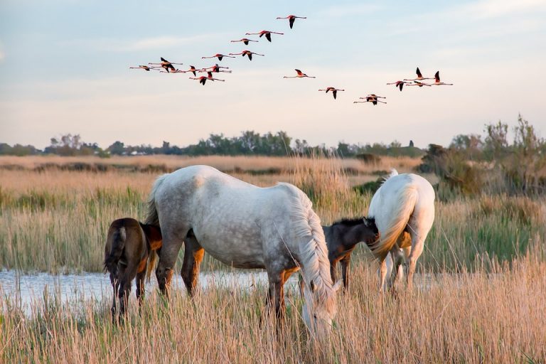 camargue