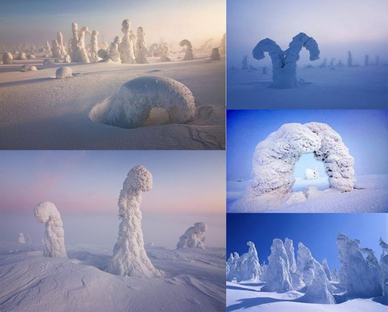 sentinelle dell'artico