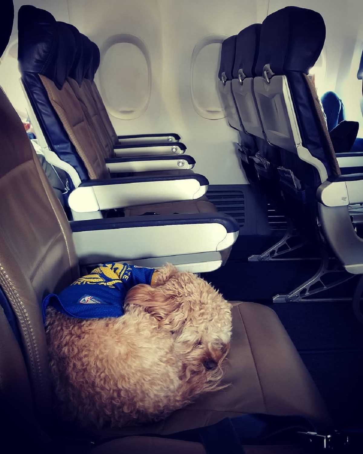 animali in aereo