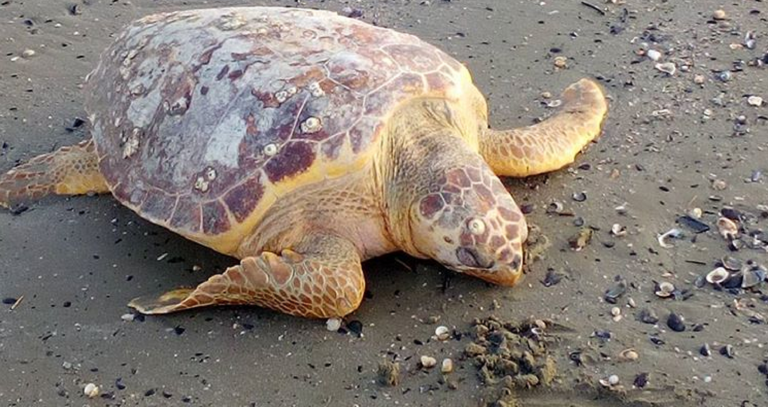 caretta caretta copertina
