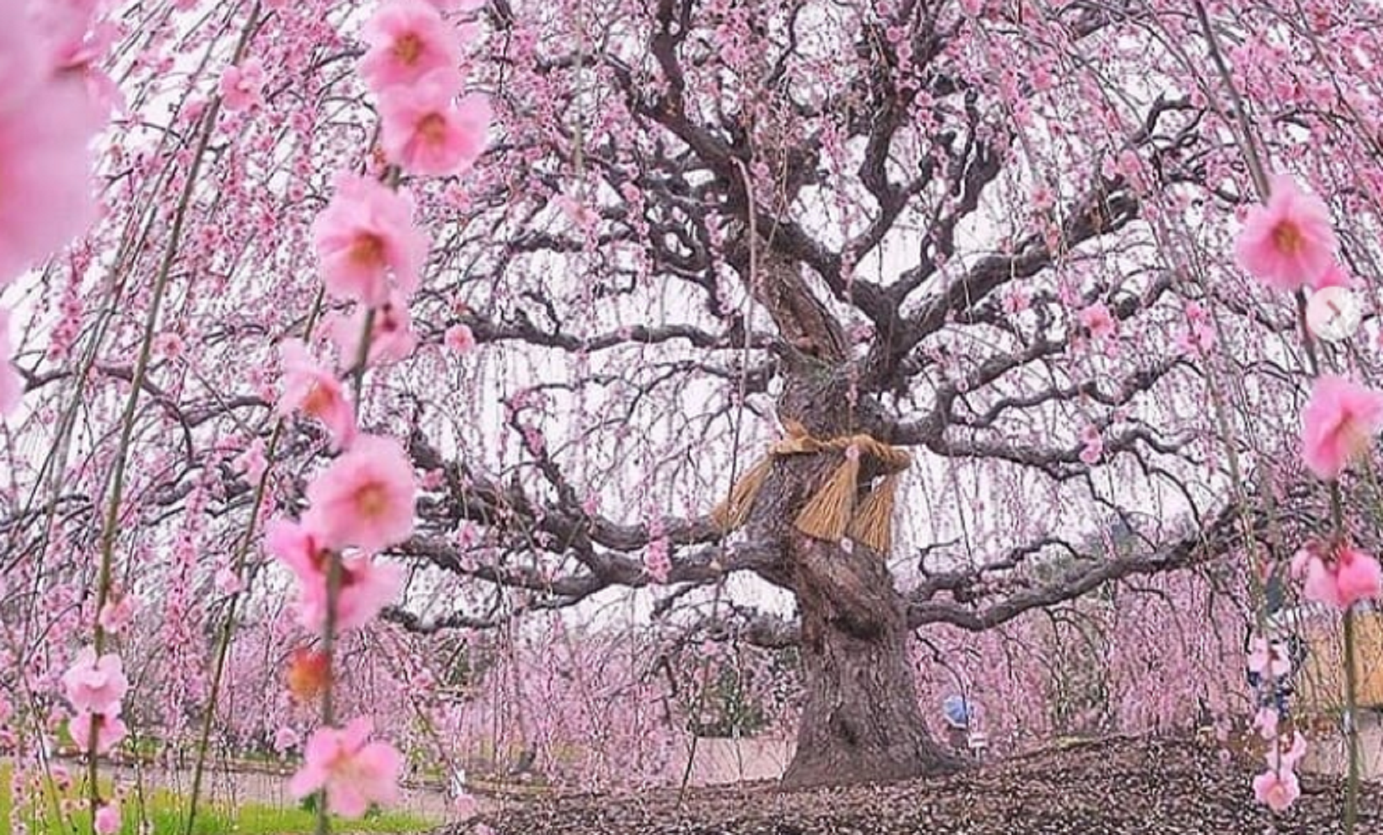 Tokyo, come soggiornare in una casa ispirata alla fioritura di ciliegi