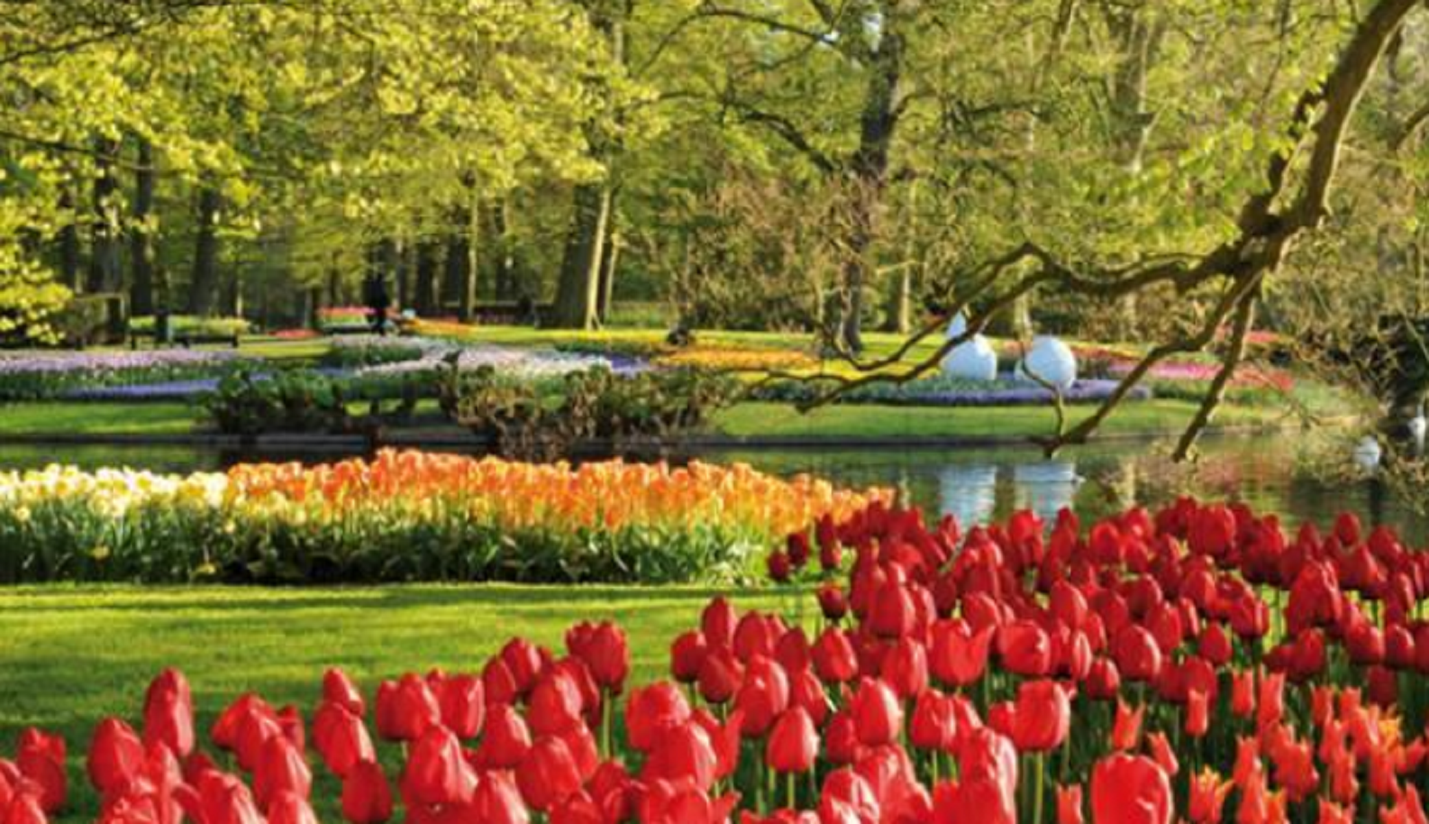 Olanda, Keukenhof: riapre il giardino di tulipani più famoso al mondo