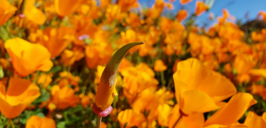 California, fioritura di papaveri arancioni: bloccato il Walker Canyon
