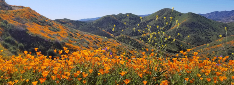 California, fioritura di papaveri arancioni: bloccato il Walker Canyon