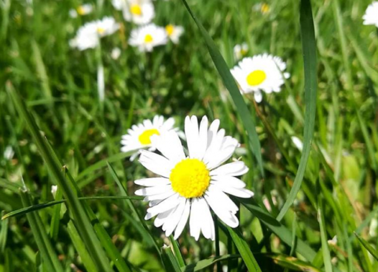 Meteo weekend: clima da primavera inoltrata